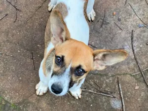 Cachorro raça SRD-ViraLata idade 2 a 6 meses nome Nina