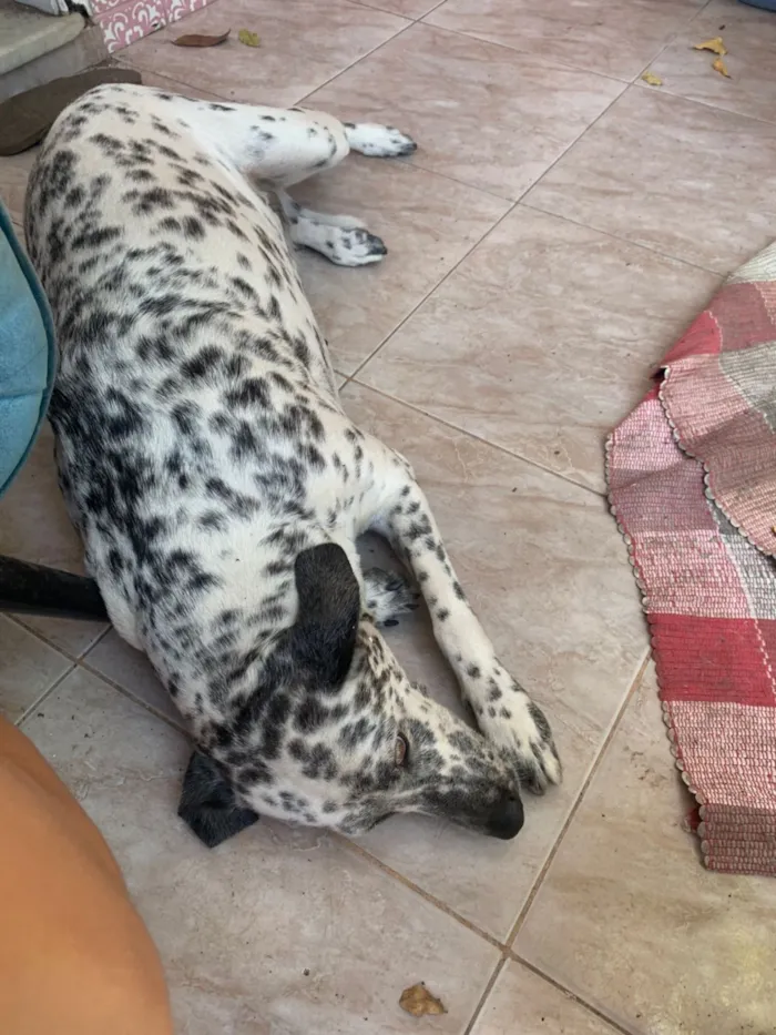 Cachorro raça Dálmata idade 5 anos nome Hanna