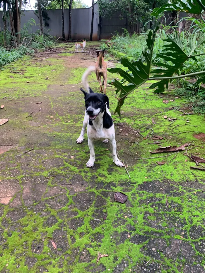 Cachorro raça SRD-ViraLata idade 2 anos nome Marshall 