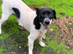 Cachorro raça SRD-ViraLata idade 2 anos nome Marshall 