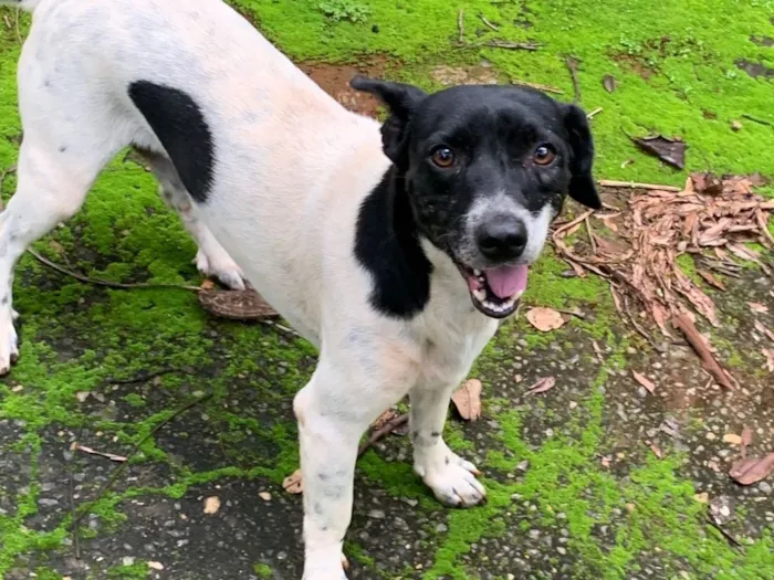 Cachorro raça SRD-ViraLata idade 2 anos nome Marshall 