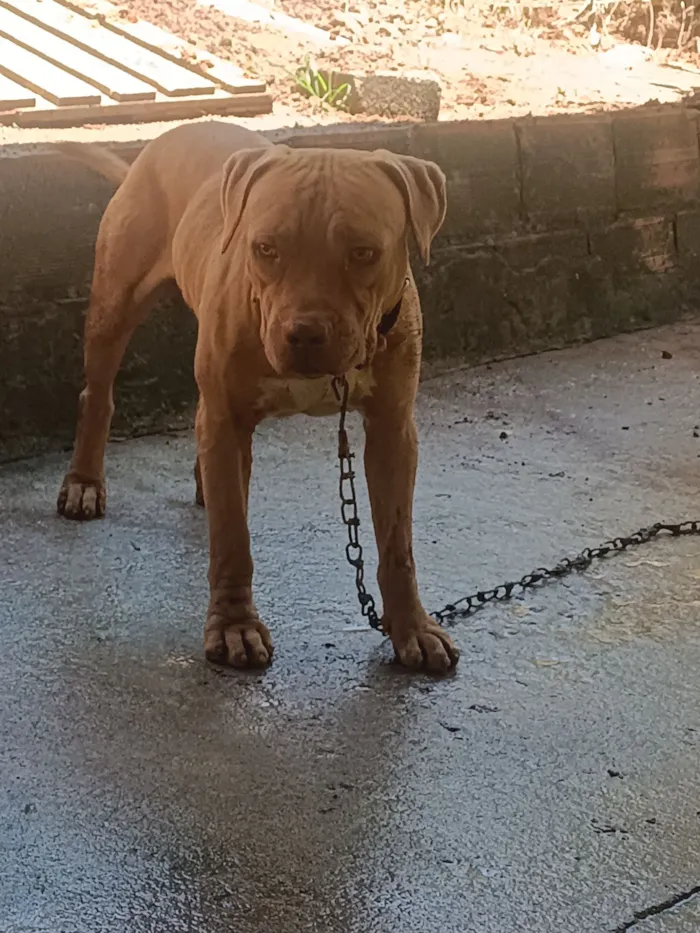 Cachorro raça SRD-ViraLata idade 2 anos nome Terror