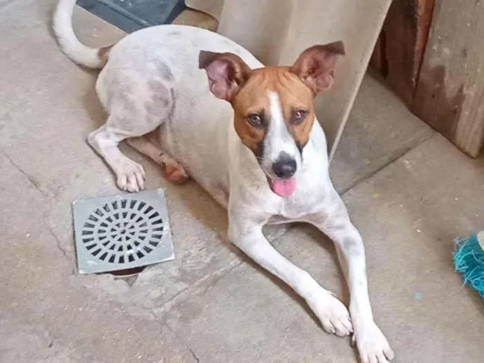 Cachorro raça SRD-ViraLata idade 1 ano nome Junior 