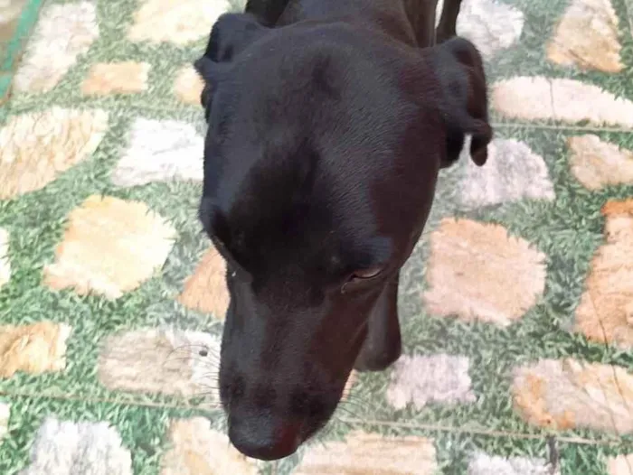 Cachorro raça SRD-ViraLata idade 1 ano nome Pretinho