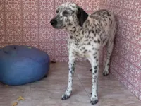 Cachorro raça Dálmata idade 5 anos nome Hanna