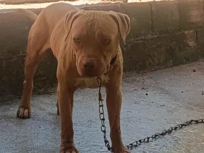 Cachorro raça SRD-ViraLata idade 2 anos nome Terror