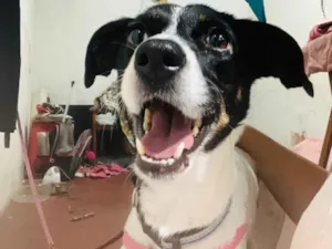 Cachorro raça SRD-ViraLata idade 3 anos nome Pandora 