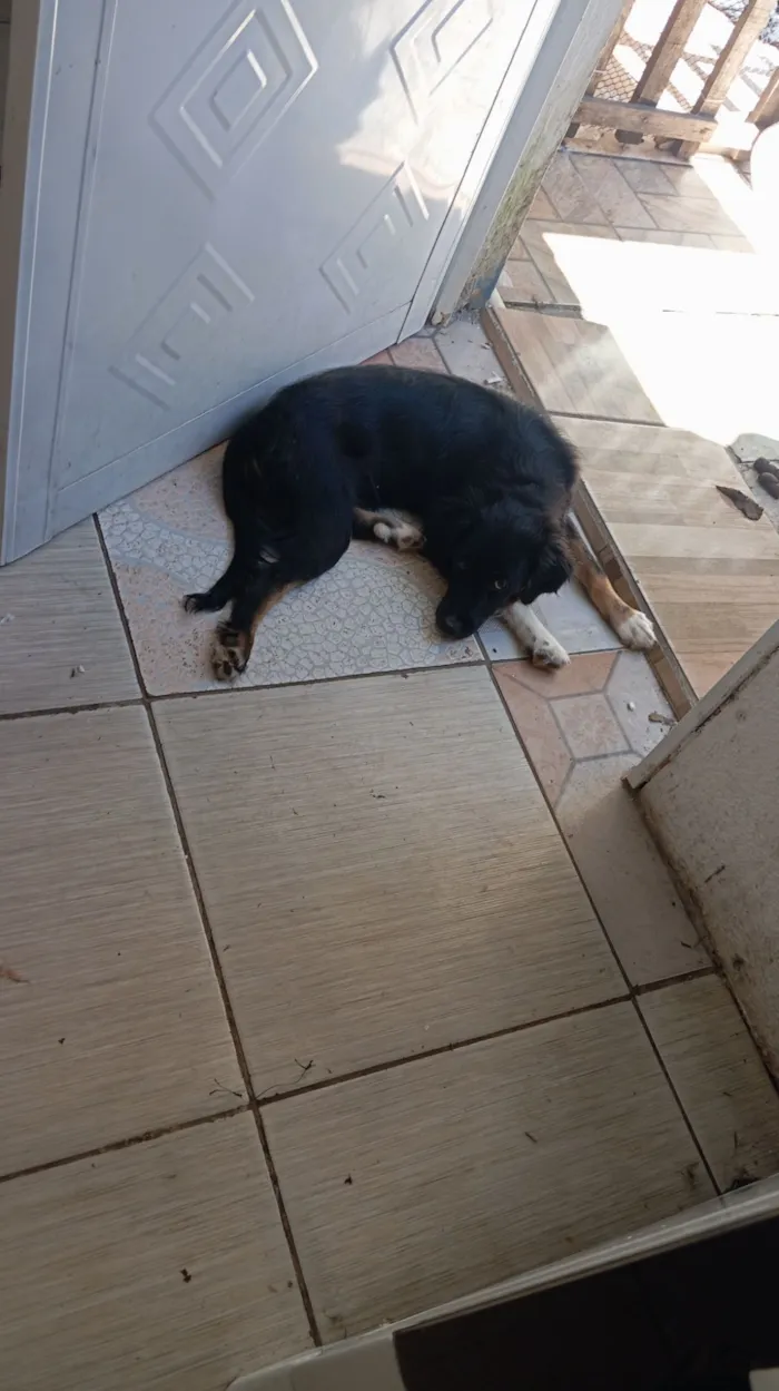 Cachorro raça SRD-ViraLata idade 2 a 6 meses nome Luna