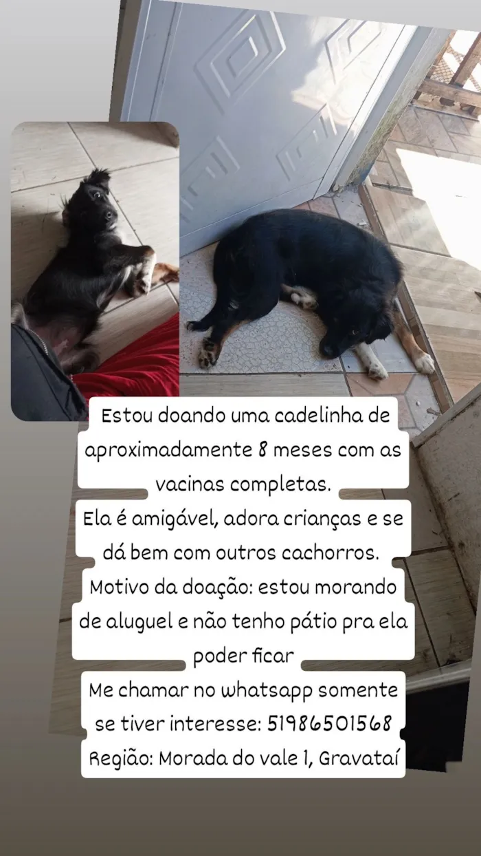 Cachorro raça SRD-ViraLata idade 2 a 6 meses nome Luna