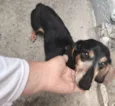 Cachorro raça Dachshund idade 4 anos nome Maschall 