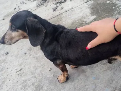 Cachorro raça Dachshund idade 4 anos nome Maschall 