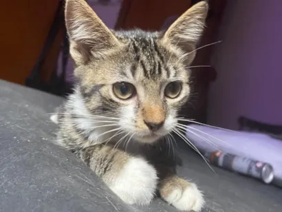 Gato raça SRD-ViraLata idade 2 a 6 meses nome Estrela