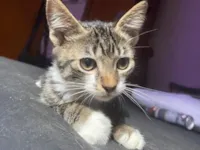 Gato raça SRD-ViraLata idade 2 a 6 meses nome Estrela