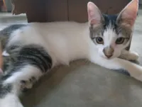 Gato raça SRD-ViraLata idade 2 a 6 meses nome Pingo