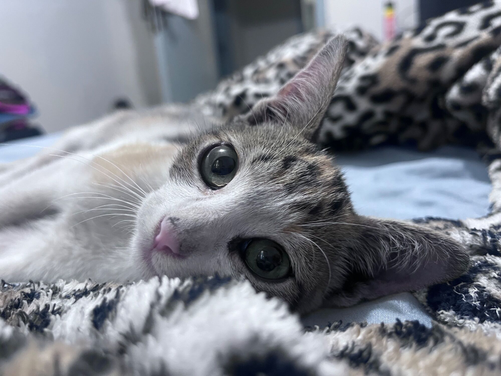 Gato raça SRD-ViraLata idade 2 a 6 meses nome Safira 