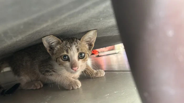 Gato raça SRD-ViraLata idade 2 a 6 meses nome GATINHA
