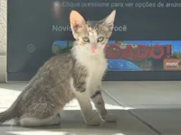 Gato raça SRD-ViraLata idade 2 a 6 meses nome GATINHA
