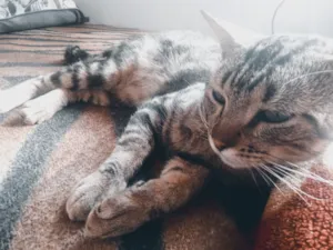 Gato raça SRD-ViraLata idade 1 ano nome Fred