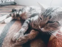 Gato raça SRD-ViraLata idade 1 ano nome Fred