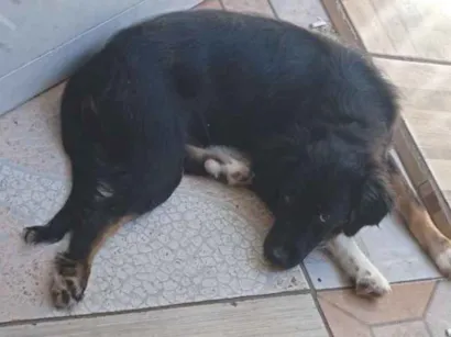 Cachorro raça SRD-ViraLata idade 2 a 6 meses nome Luna