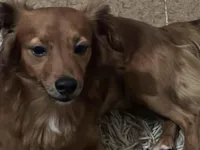 Cachorro raça SRD-ViraLata idade 4 anos nome Bob