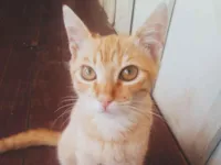 Gato raça Angorá idade 7 a 11 meses nome Gargamel