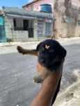 Cachorro raça SRD-ViraLata idade Abaixo de 2 meses nome Não tem nomes 