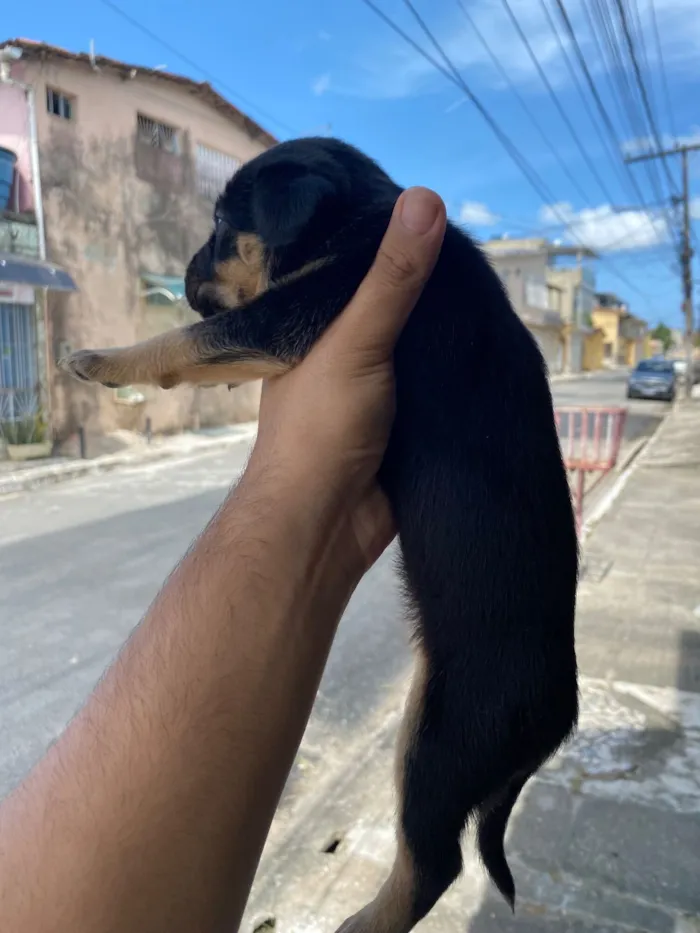 Cachorro raça SRD-ViraLata idade Abaixo de 2 meses nome Não tem nomes 