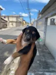 Cachorro raça SRD-ViraLata idade Abaixo de 2 meses nome Não tem nomes 