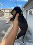 Cachorro raça SRD-ViraLata idade Abaixo de 2 meses nome Não tem nomes 