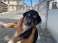Cachorro raça SRD-ViraLata idade Abaixo de 2 meses nome Não tem nomes 