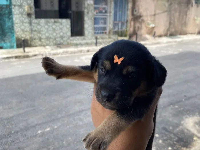 Cachorro raça SRD-ViraLata idade Abaixo de 2 meses nome Não tem nomes 