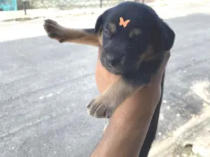 Cachorro raça SRD-ViraLata idade Abaixo de 2 meses nome Não tem nomes 