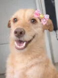 Cachorro raça SRD-ViraLata idade 2 anos nome Polly