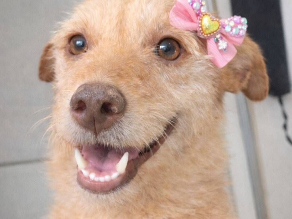 Cachorro raça SRD-ViraLata idade 2 anos nome Polly