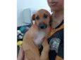 Cachorro raça SRD-ViraLata idade 2 a 6 meses nome General 