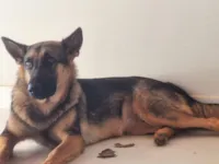 Cachorro raça Pastor Alemão idade 1 ano nome Dara