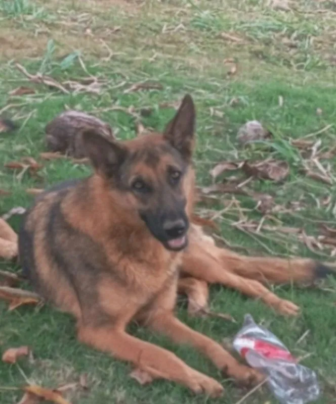 Cachorro raça Pastor Alemão idade 1 ano nome Dara