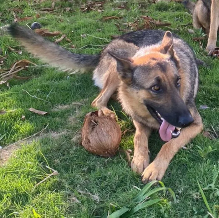 Cachorro raça Pastor Alemão idade 1 ano nome Dara
