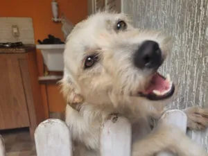 Cachorro raça SRD-ViraLata idade 2 anos nome Ninha