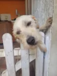 Cachorro raça SRD-ViraLata idade 2 anos nome Ninha