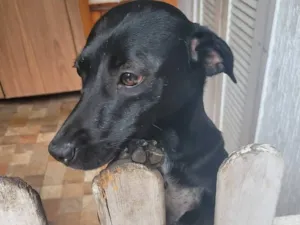 Cachorro raça SRD-ViraLata idade 2 anos nome Pequena