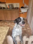 Cachorro raça SRD-ViraLata idade 3 anos nome Cookie