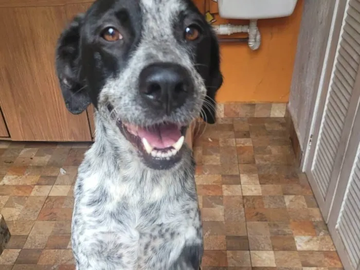 Cachorro raça SRD-ViraLata idade 3 anos nome Cookie