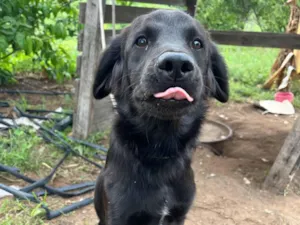 Cachorro raça SRD-ViraLata idade 7 a 11 meses nome Onix