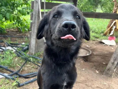 Cachorro raça SRD-ViraLata idade 7 a 11 meses nome Onix