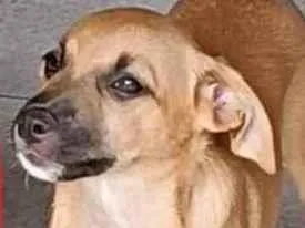 Cachorro raça SRD-ViraLata idade 2 a 6 meses nome General 