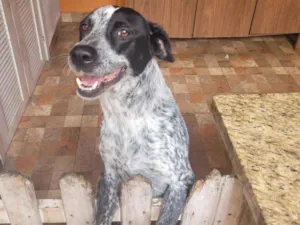 Cachorro raça SRD-ViraLata idade 3 anos nome Cookie