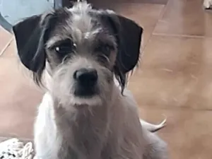 Cachorro raça Shitzu idade 7 a 11 meses nome Belinha 