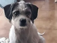 Cachorro raça Shitzu idade 7 a 11 meses nome Belinha 